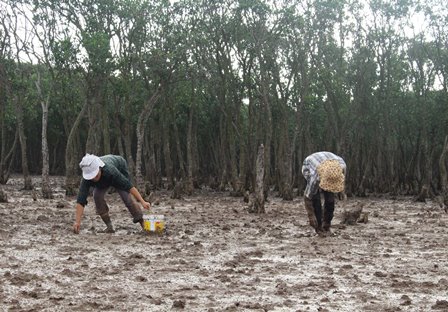 Quản lý và phát triển bền vững rừng ngập mặn